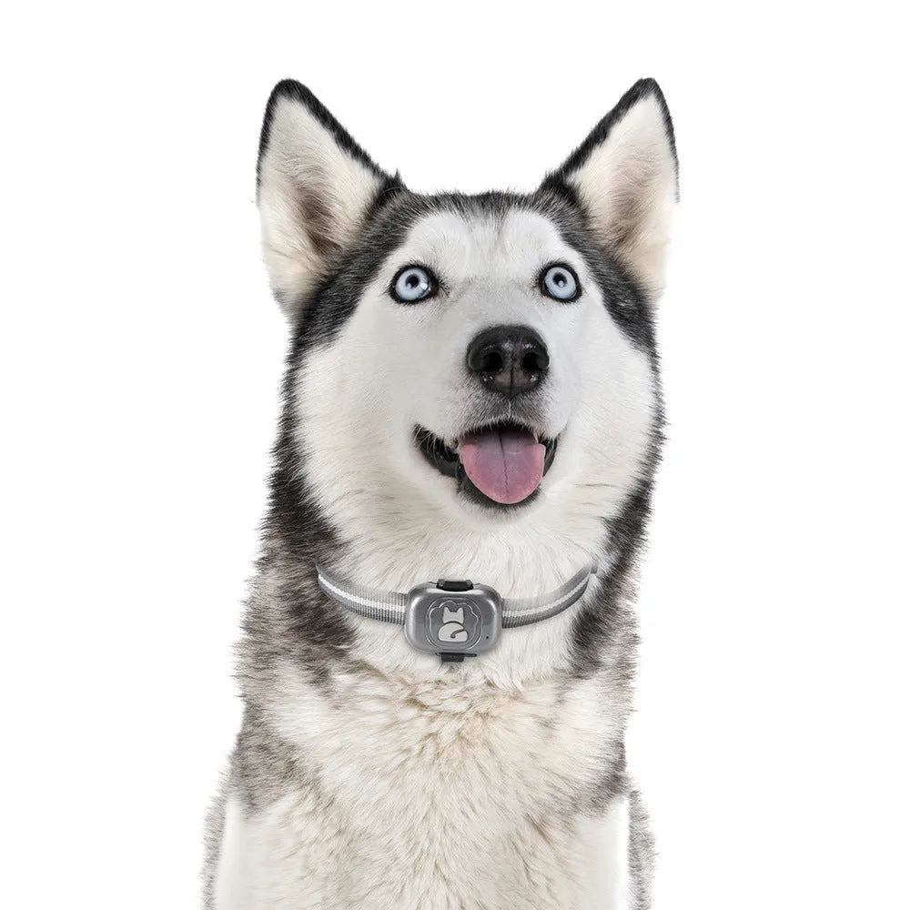 Black GF-07 pet GPS locator device with hanging rope for dog or cat collar attachment.