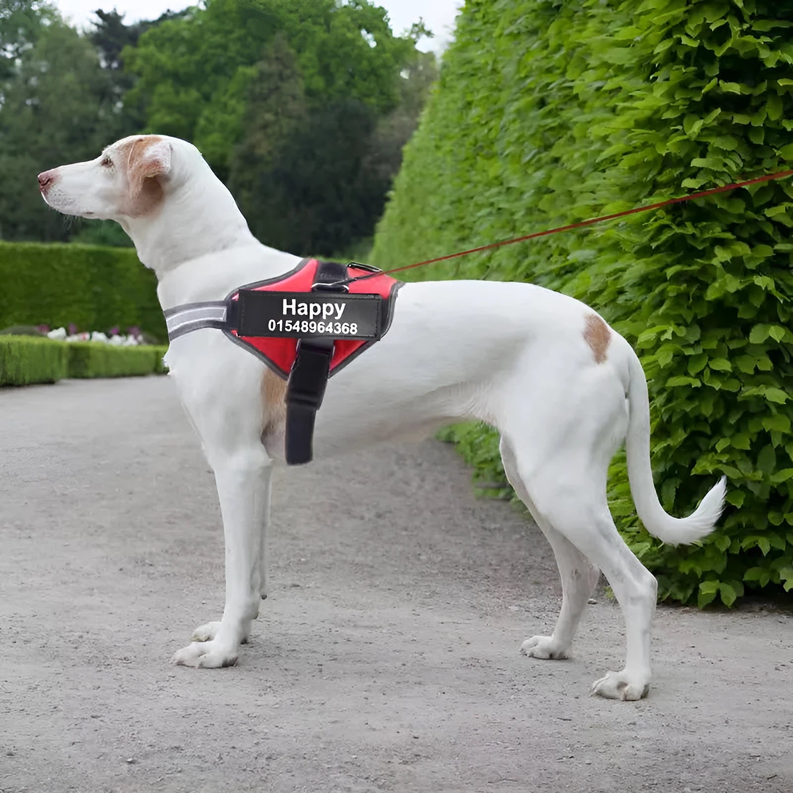 A reflective adjustable dog harness vest shown on a dog, with a handle and D-ring for leash attachment.