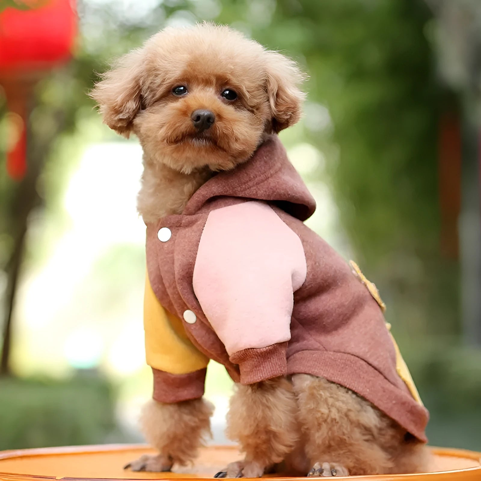 Brown cotton pet dog sweatshirt showing front design with size options from XS to 2XL