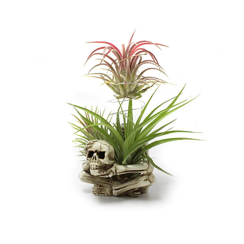 Gothic skull-shaped resin bracket for holding a soilless tillandsia air plant, with separate iron wall mount.