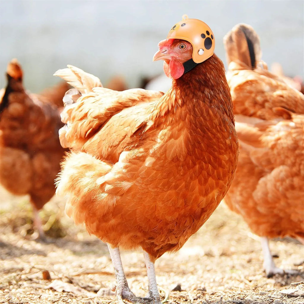 Small hard plastic pet helmet with elastic adjustment straps and sponge lining for chickens and birds
