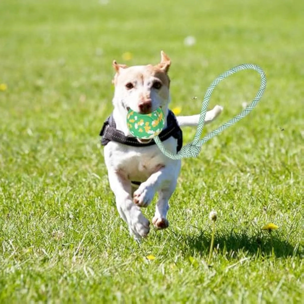 Dog rope ball toy with a solid rubber ball and attached nylon rope for fetch and tug games.