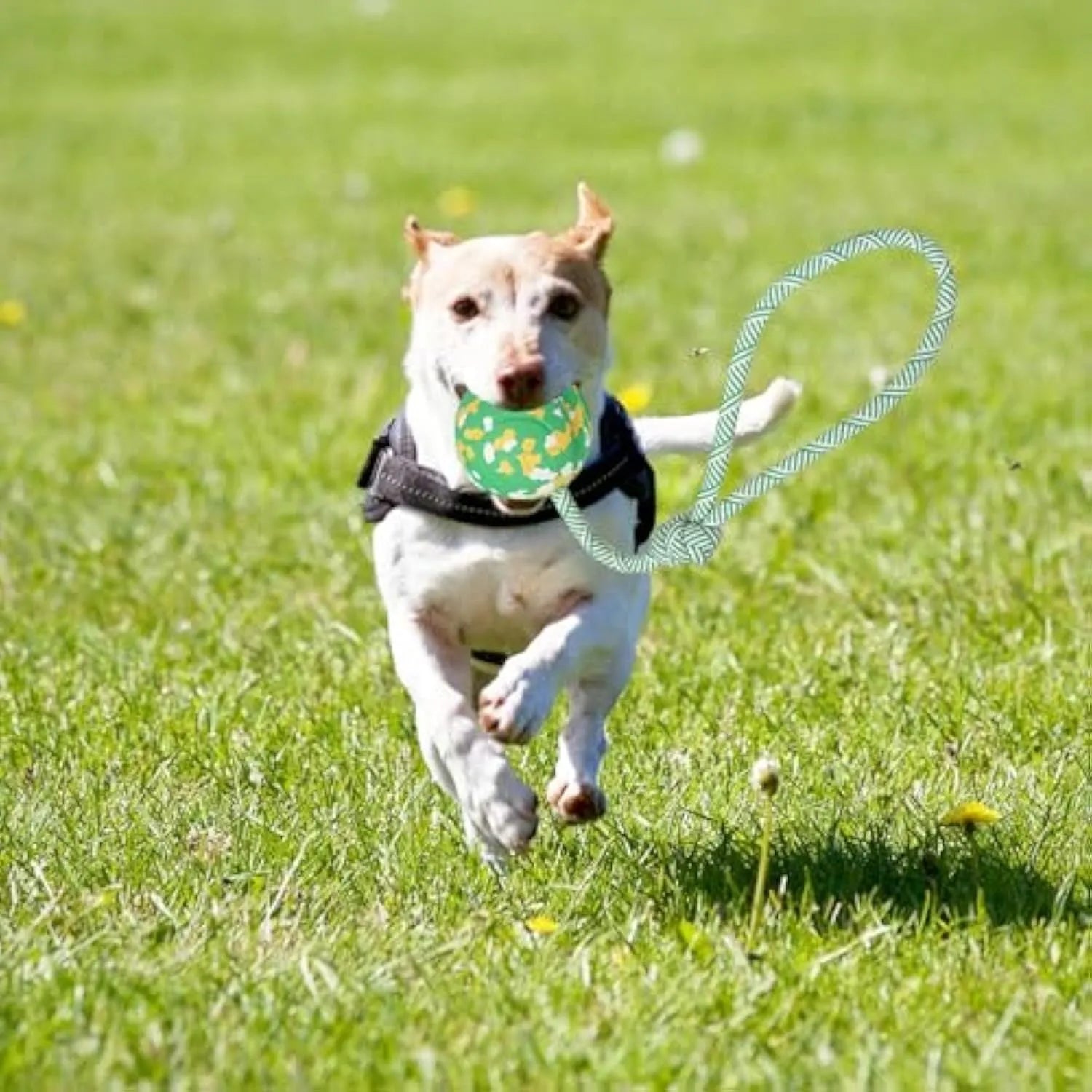 Dog rope ball toy with a solid rubber ball and attached nylon rope for fetch and tug games.