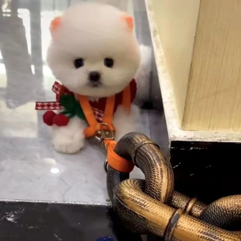 Simulated rough dog leash prop in bronze colour on a plain background