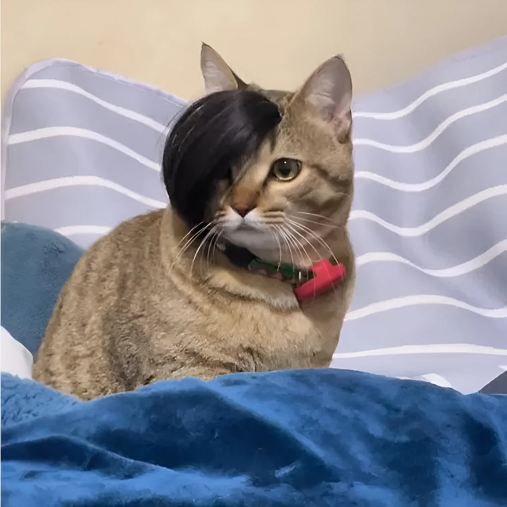Black imitation braid cat wig for pet fox costume dress up and photoshoots