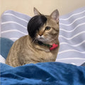 Black imitation braid cat wig for pet fox costume dress up and photoshoots