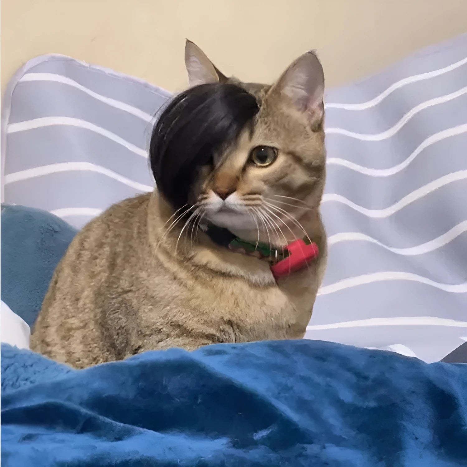 Black imitation braid cat wig for pet fox costume dress up and photoshoots