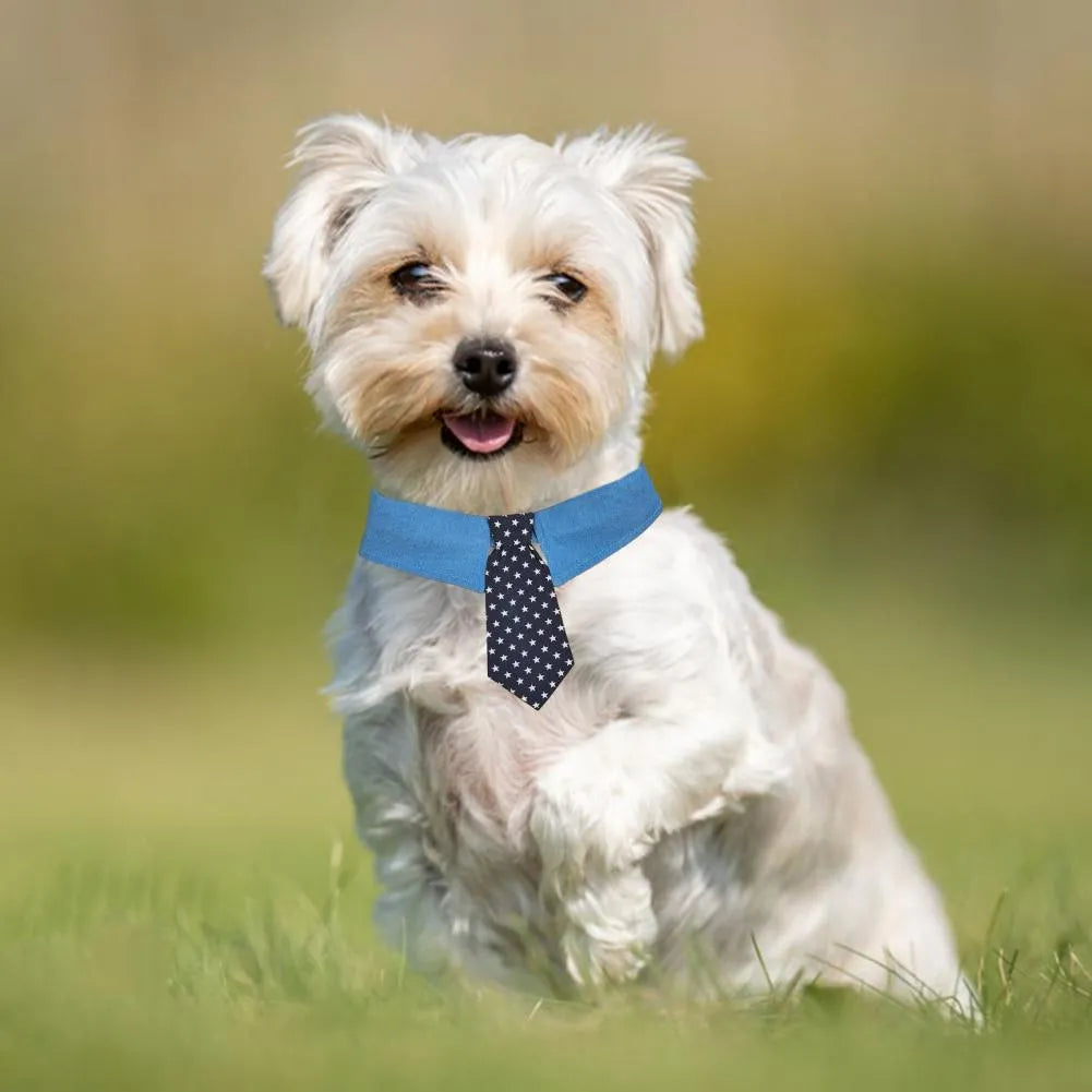 Adjustable denim dog collar with blue star pattern necktie fastened on a pet.