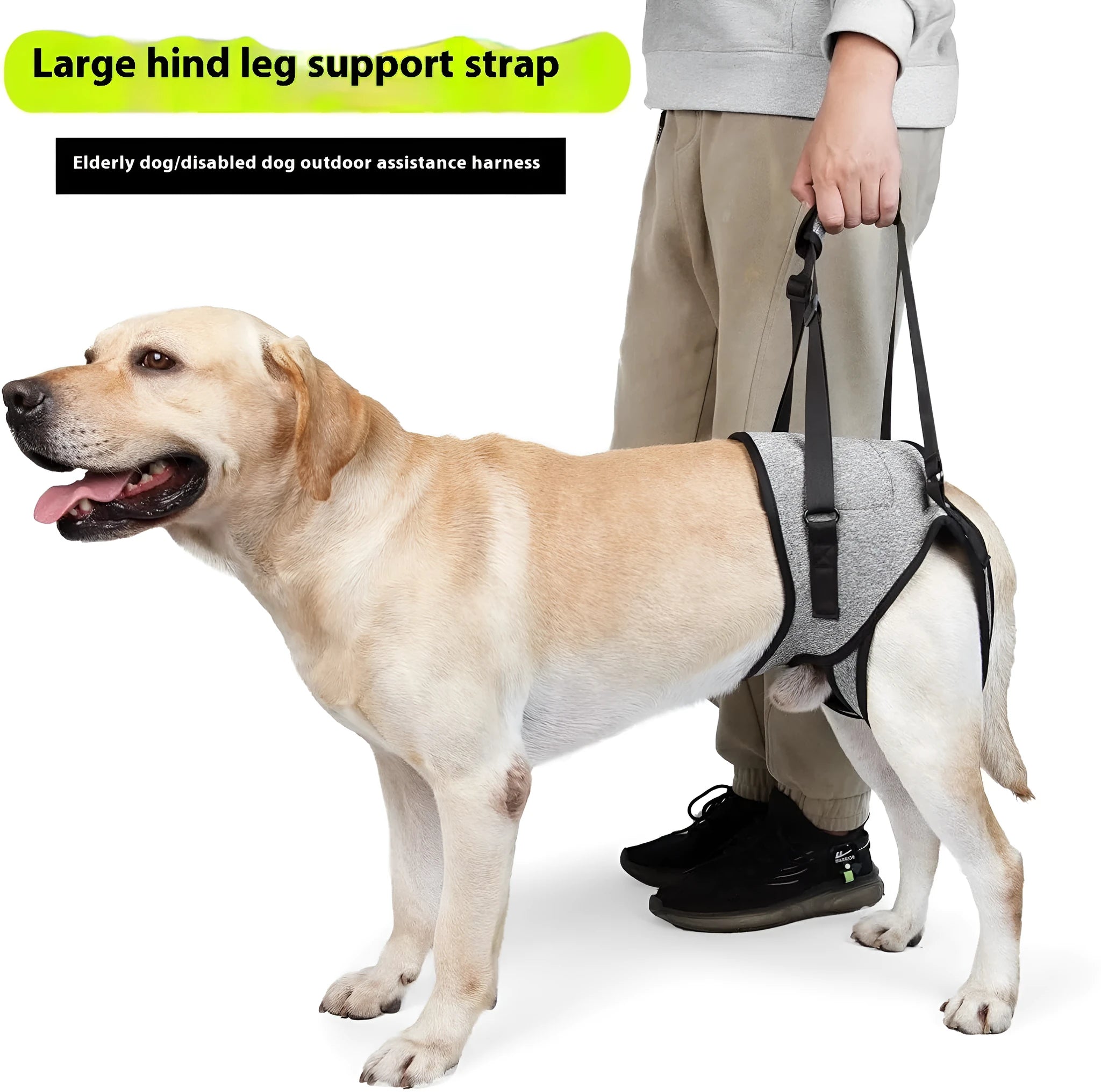 Grey neoprene recovery belt for injured dog rear leg support with adjustable fastenings