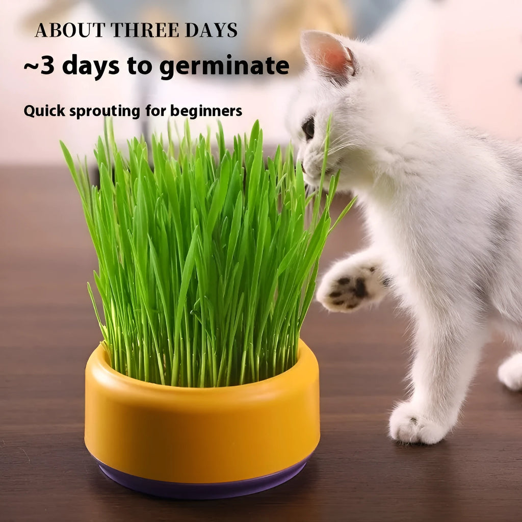 Blue hydroponic cat grass kit with plastic cup and seed packs for soilless indoor growing