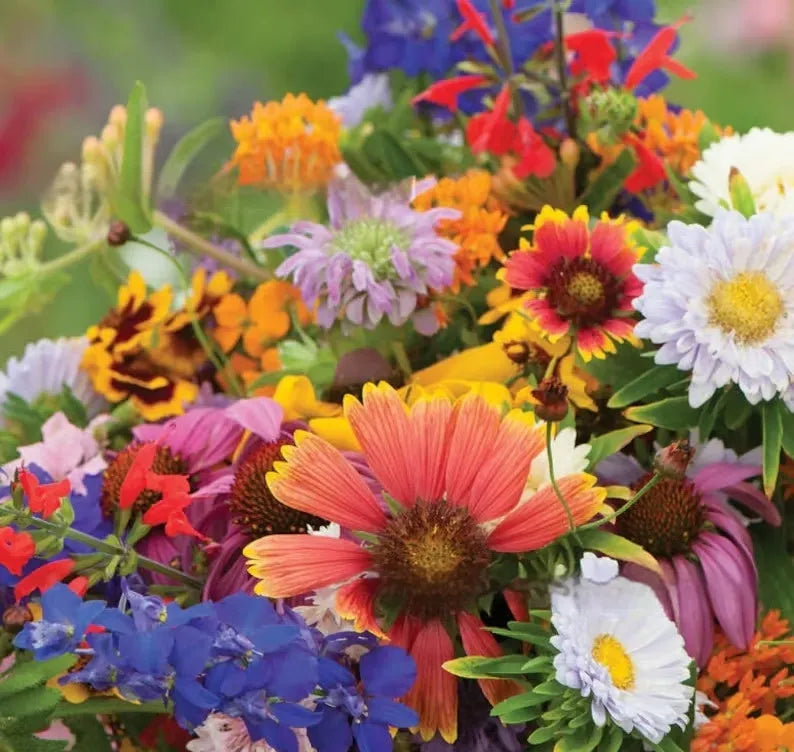 Mixed wildflower seeds packet with purpleflower holly leaf and resilient grass varieties
