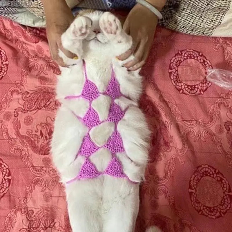 Cat wearing sweet style bikini costume in multiple colour options for Halloween and party events