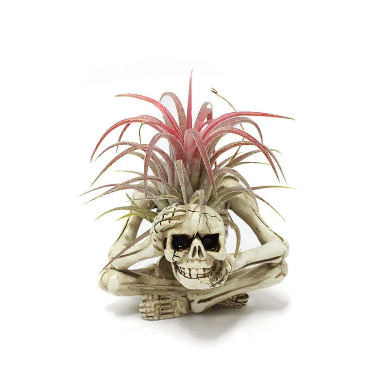Gothic skull-shaped resin bracket for holding a soilless tillandsia air plant, with separate iron wall mount.