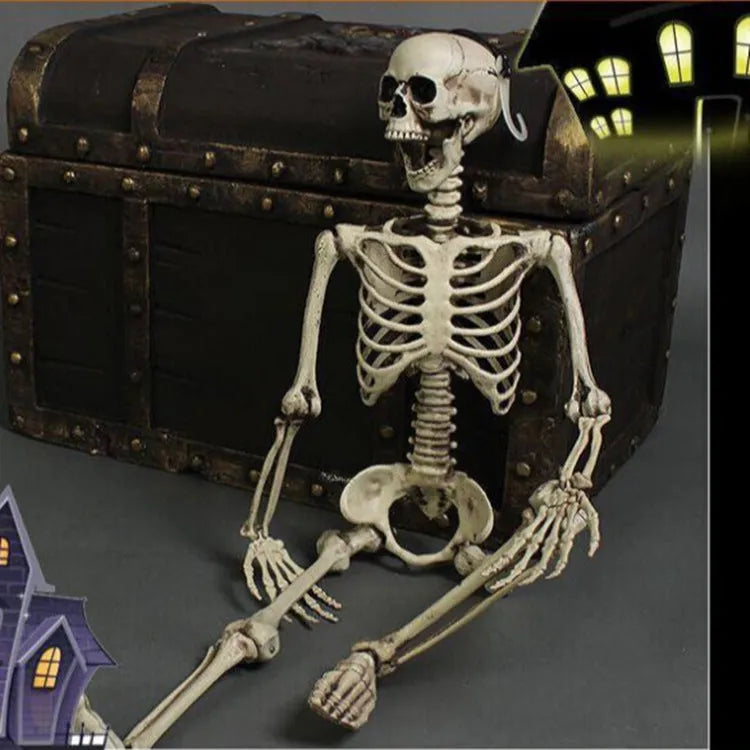Full size 170 cm plastic skeleton prop with detailed simulated skull for anatomical display