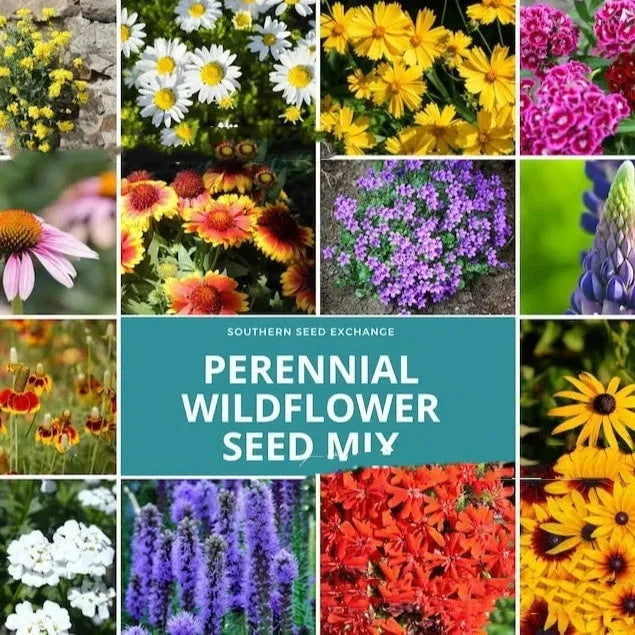 Mixed wildflower seeds packet with purpleflower holly leaf and resilient grass varieties