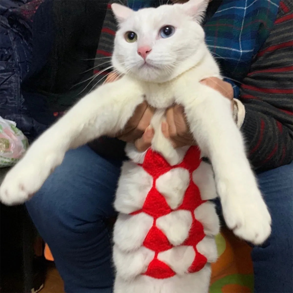 Cat wearing sweet style bikini costume in multiple colour options for Halloween and party events