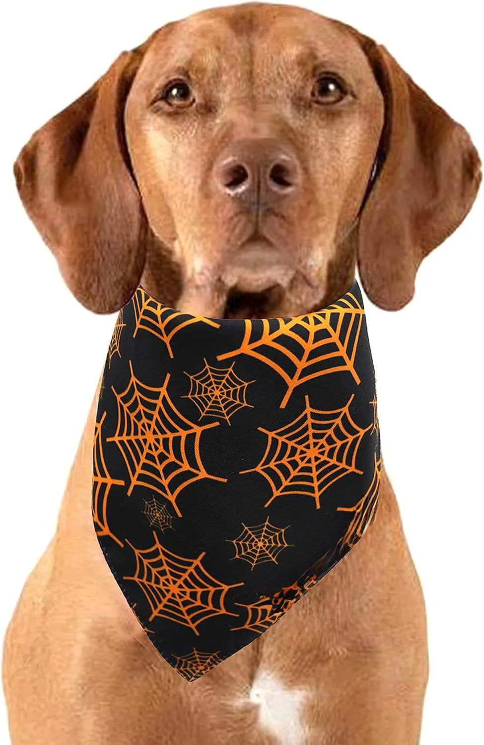 Reversible Halloween dog bandana showing pumpkin and spider web patterns in black and orange colours