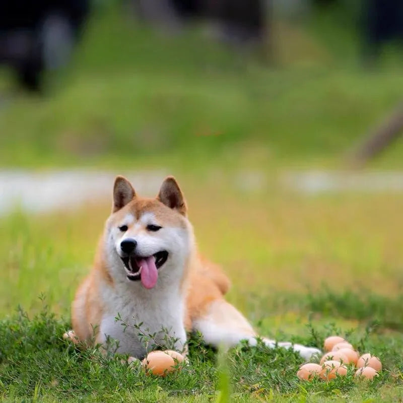 Egg-shaped plastic dog toy with squeaker for teeth cleaning and interactive play