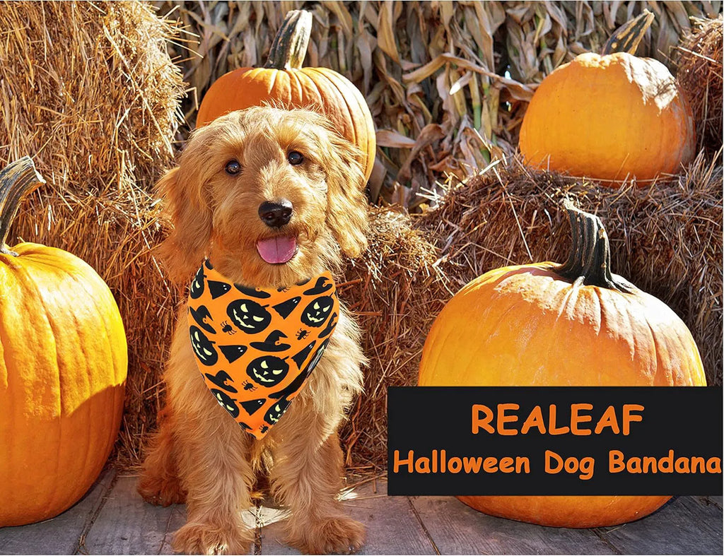 Reversible Halloween dog bandana showing pumpkin and spider web patterns in black and orange colours