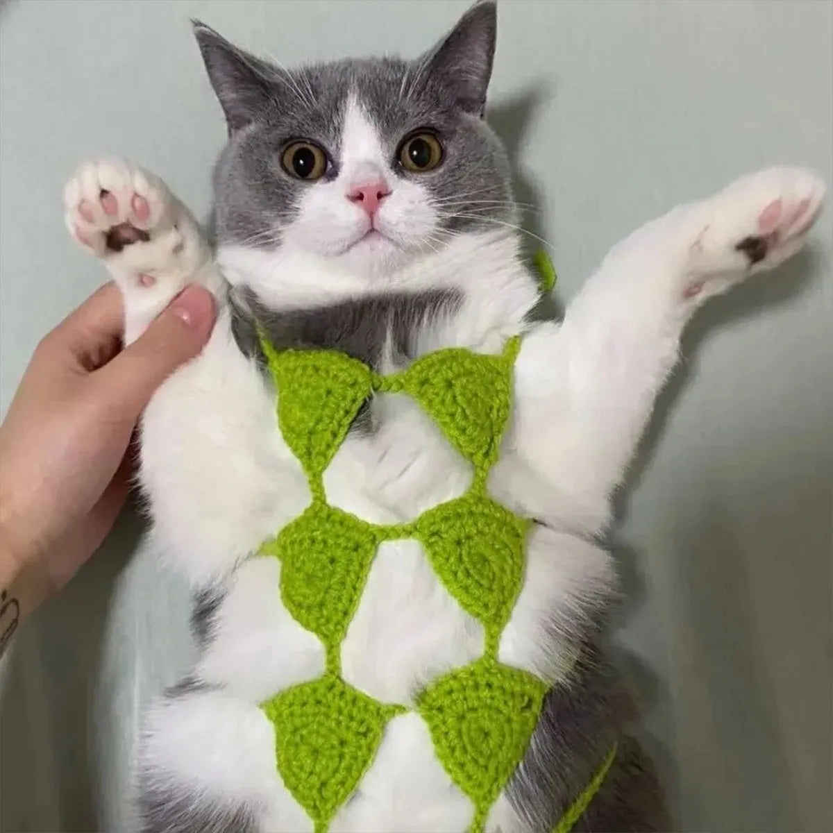 Cat wearing sweet style bikini costume in multiple colour options for Halloween and party events