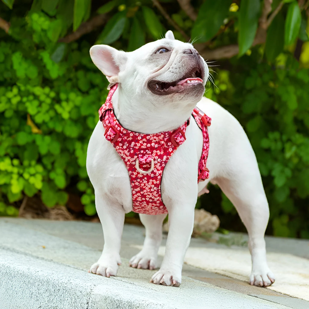 Floral pattern pure cotton dog chest harness shown on a model, demonstrating the pull-resistant strap design.