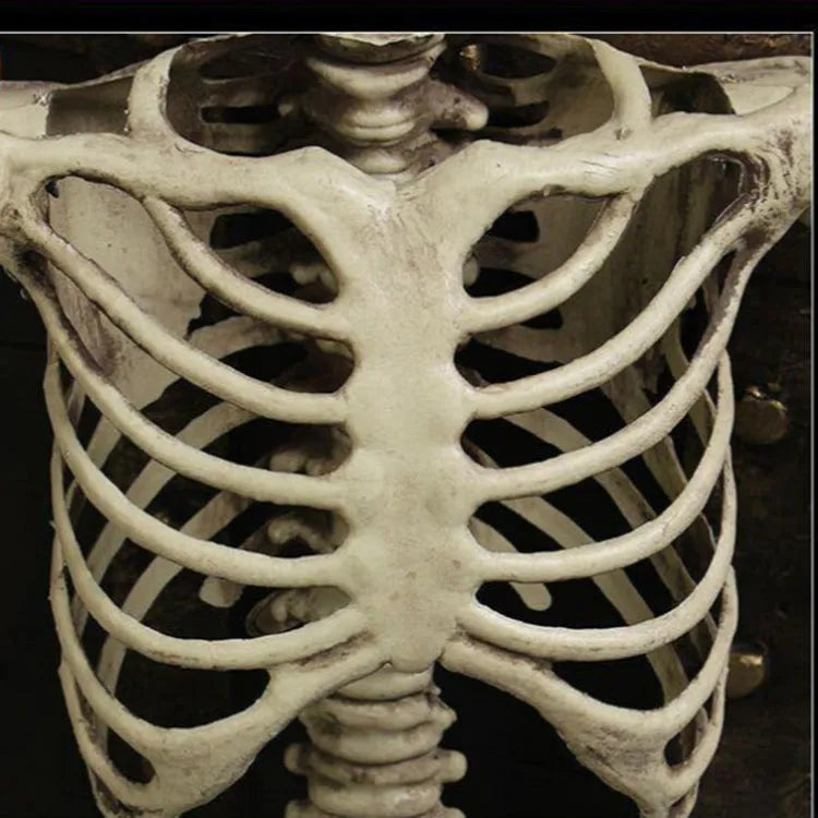 Full size 170 cm plastic skeleton prop with detailed simulated skull for anatomical display