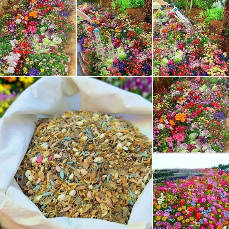 Mixed wildflower seeds packet with purpleflower holly leaf and resilient grass varieties