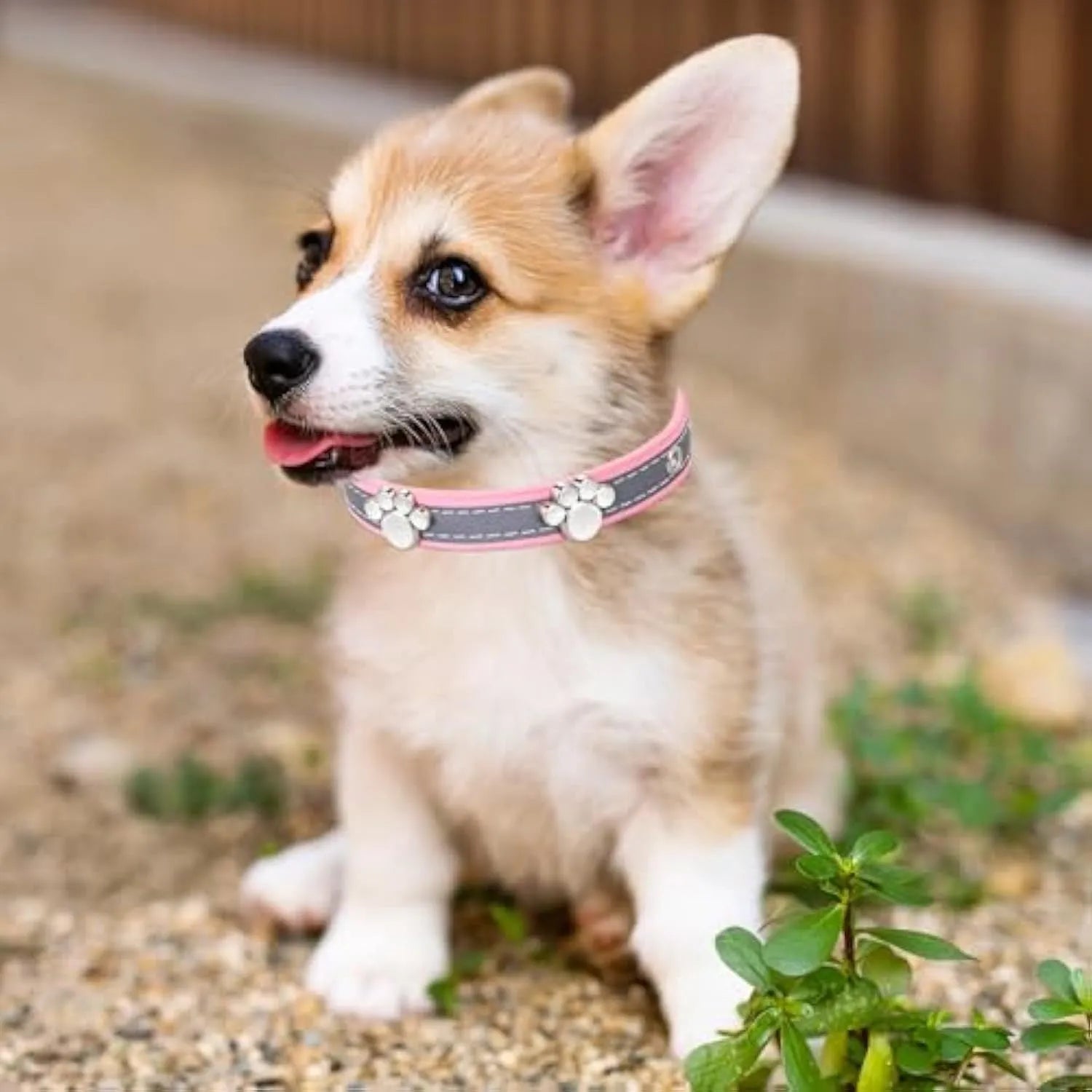 Reflective adjustable dog collar with paw-shaped rivets on PU leather in multiple sizes