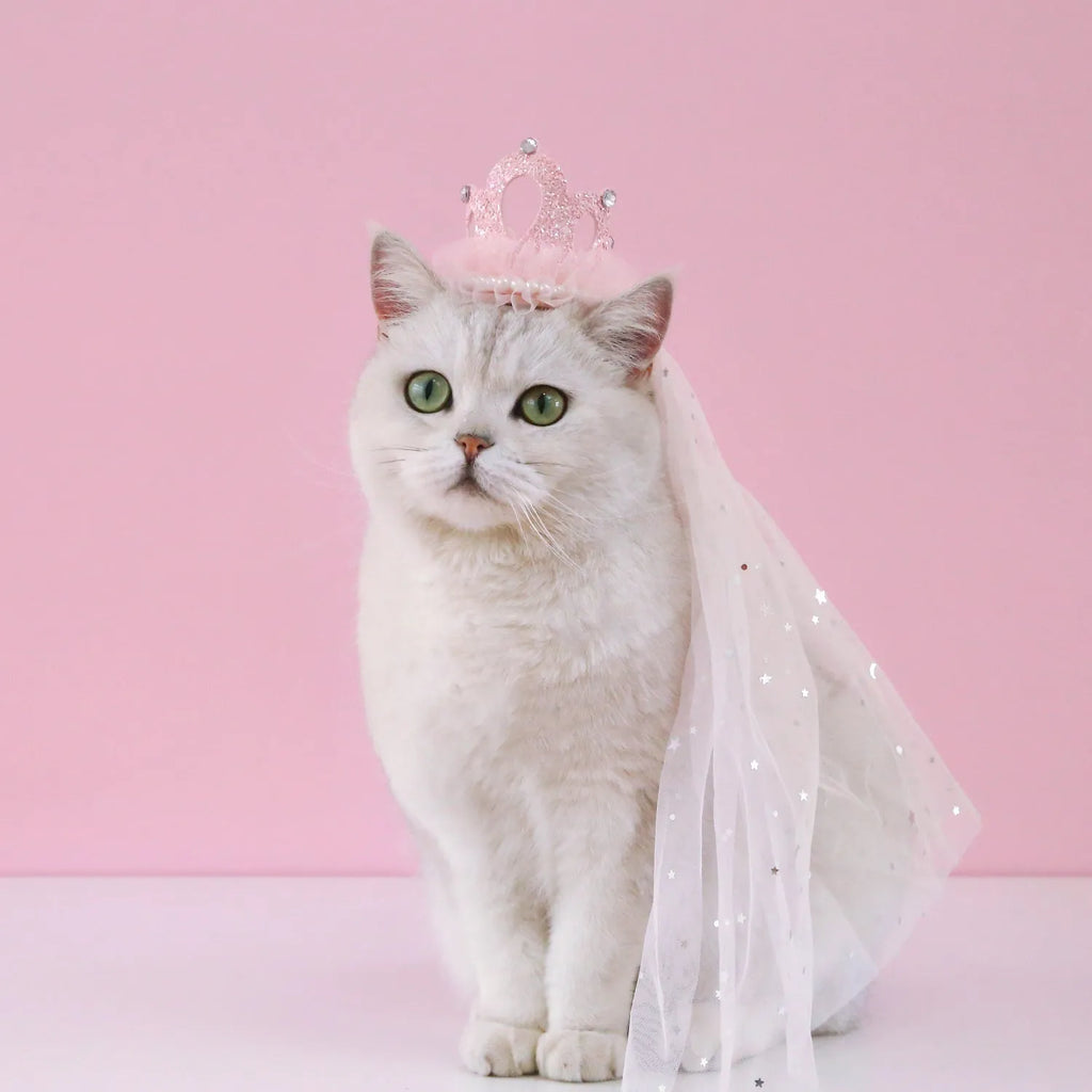 Pet cat wearing a princess crown headdress with a soft pink veil on a fabric headband.