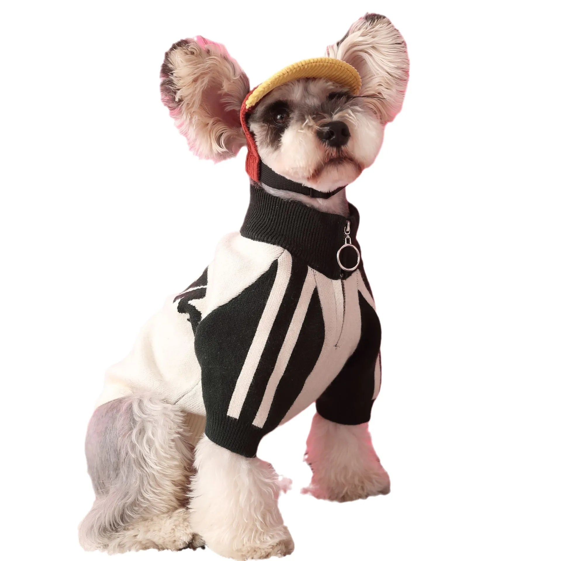 Dark green wool sports sweater cardigan for medium-sized dog on white background
