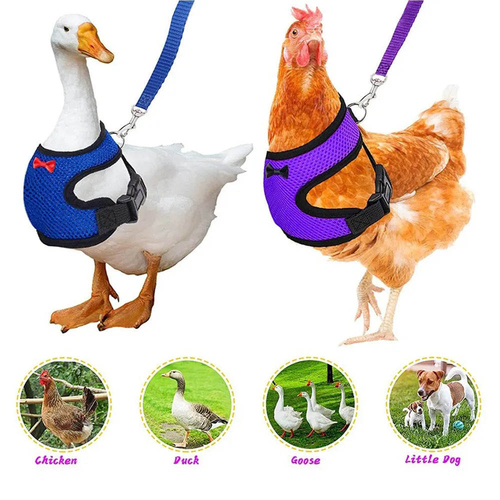 Poultry chicken harness and vest set in chosen colour with adjustable collar and 110cm traction rope.