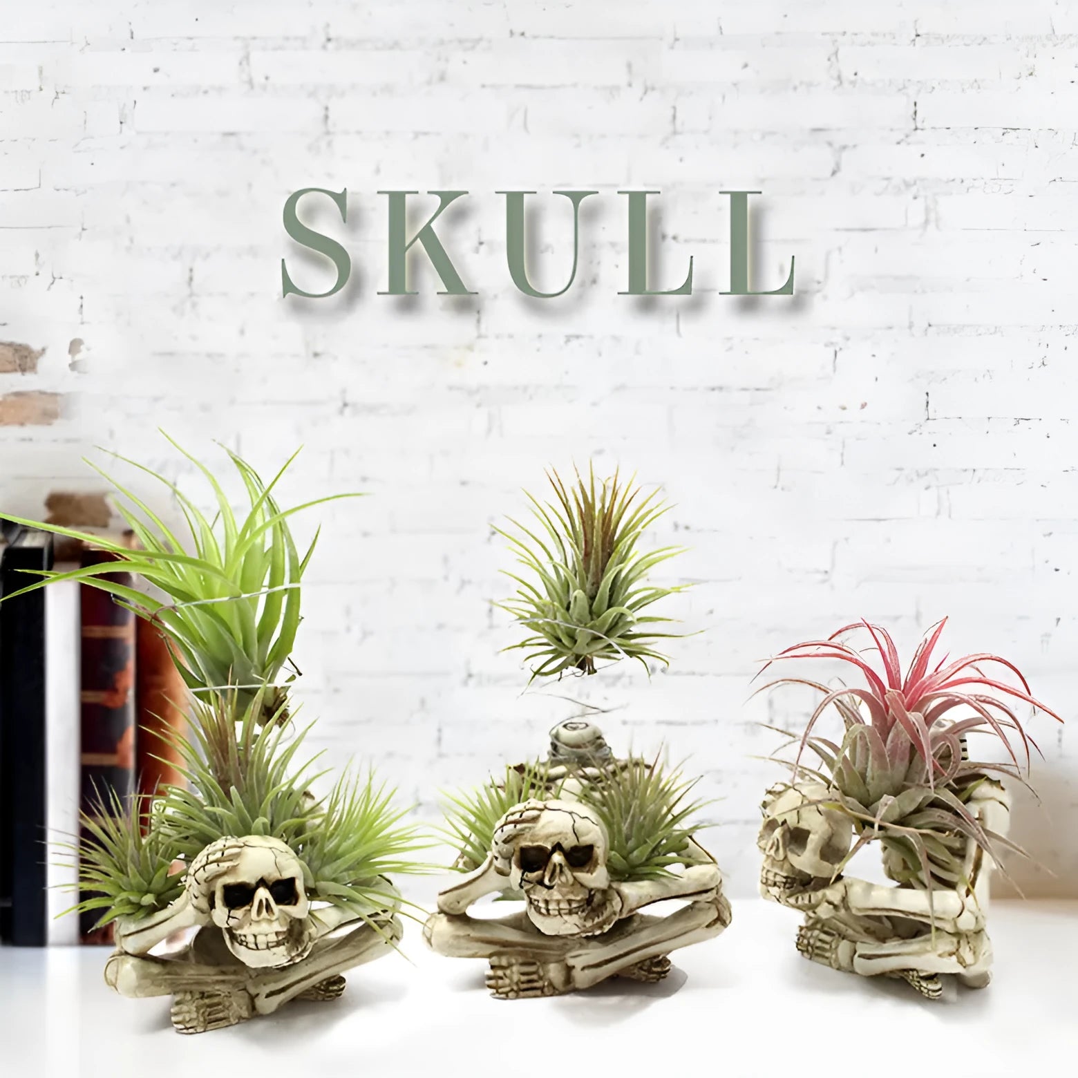 Gothic skull-shaped resin bracket for holding a soilless tillandsia air plant, with separate iron wall mount.