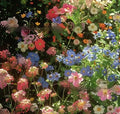 Mixed wildflower seeds packet with purpleflower holly leaf and resilient grass varieties