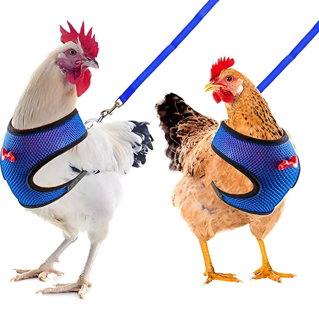 Poultry chicken harness and vest set in chosen colour with adjustable collar and 110cm traction rope.