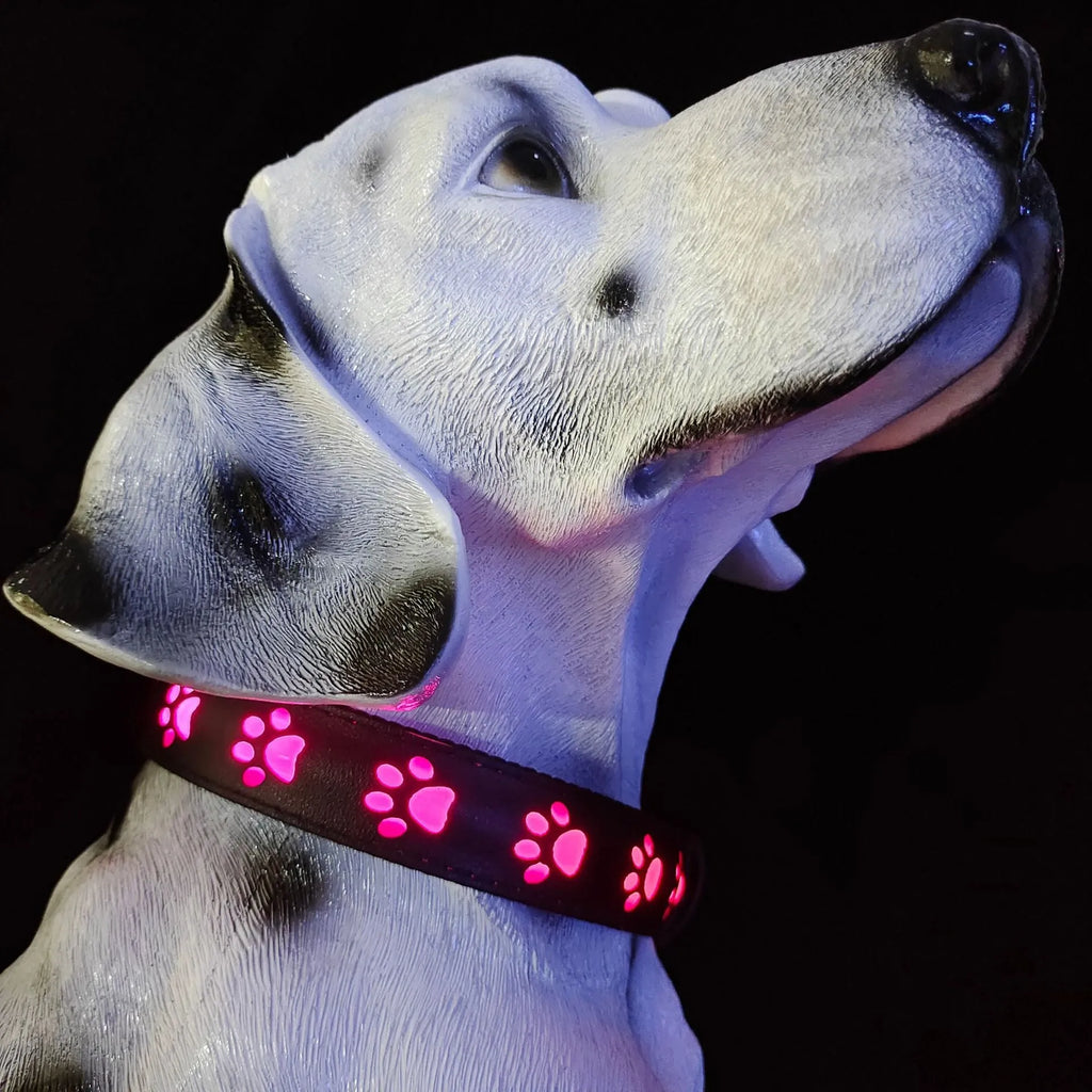 LED luminous dog collar showing seven colour-changing modes on polyester material with USB charging port