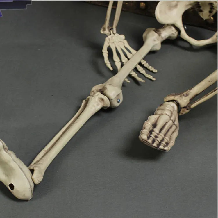 Full size 170 cm plastic skeleton prop with detailed simulated skull for anatomical display