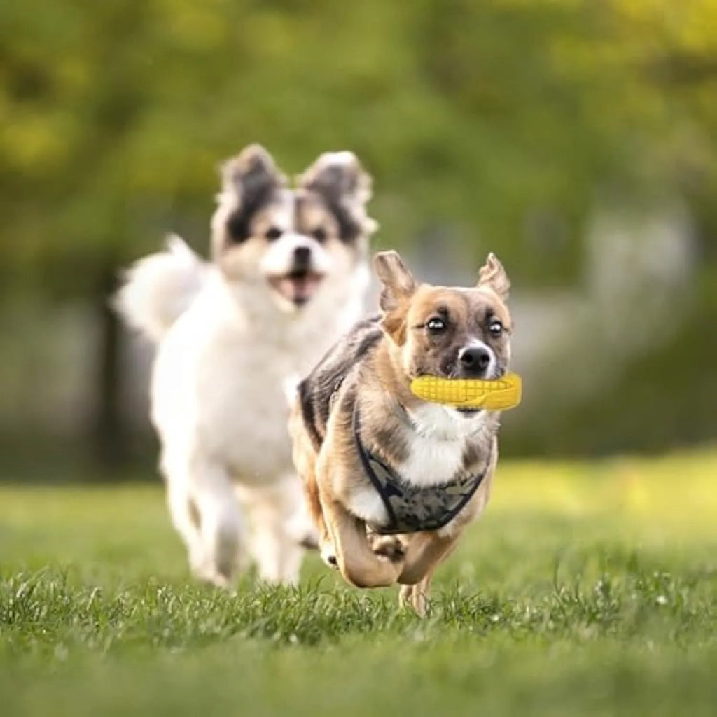 Corn-shaped dog chew toy with textured surface and blue/yellow colour options