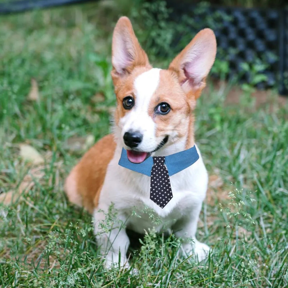 Adjustable denim dog collar with blue star pattern necktie fastened on a pet.