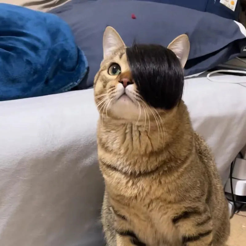 Black imitation braid cat wig for pet fox costume dress up and photoshoots