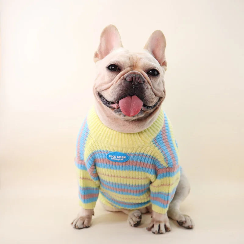 Blue and yellow striped wool dog sweater on small breed pet showing knit texture and casual style