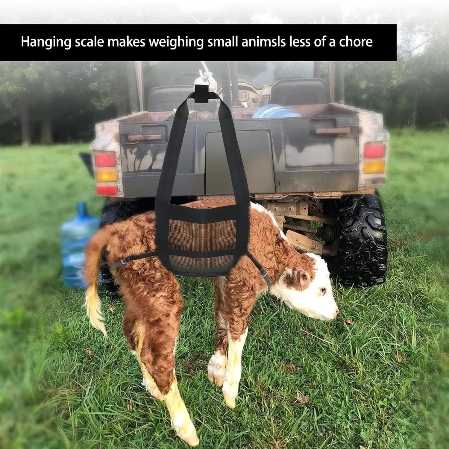 Black calf and large dog weighing sling laid flat showing its 150 cm length and 35 cm width