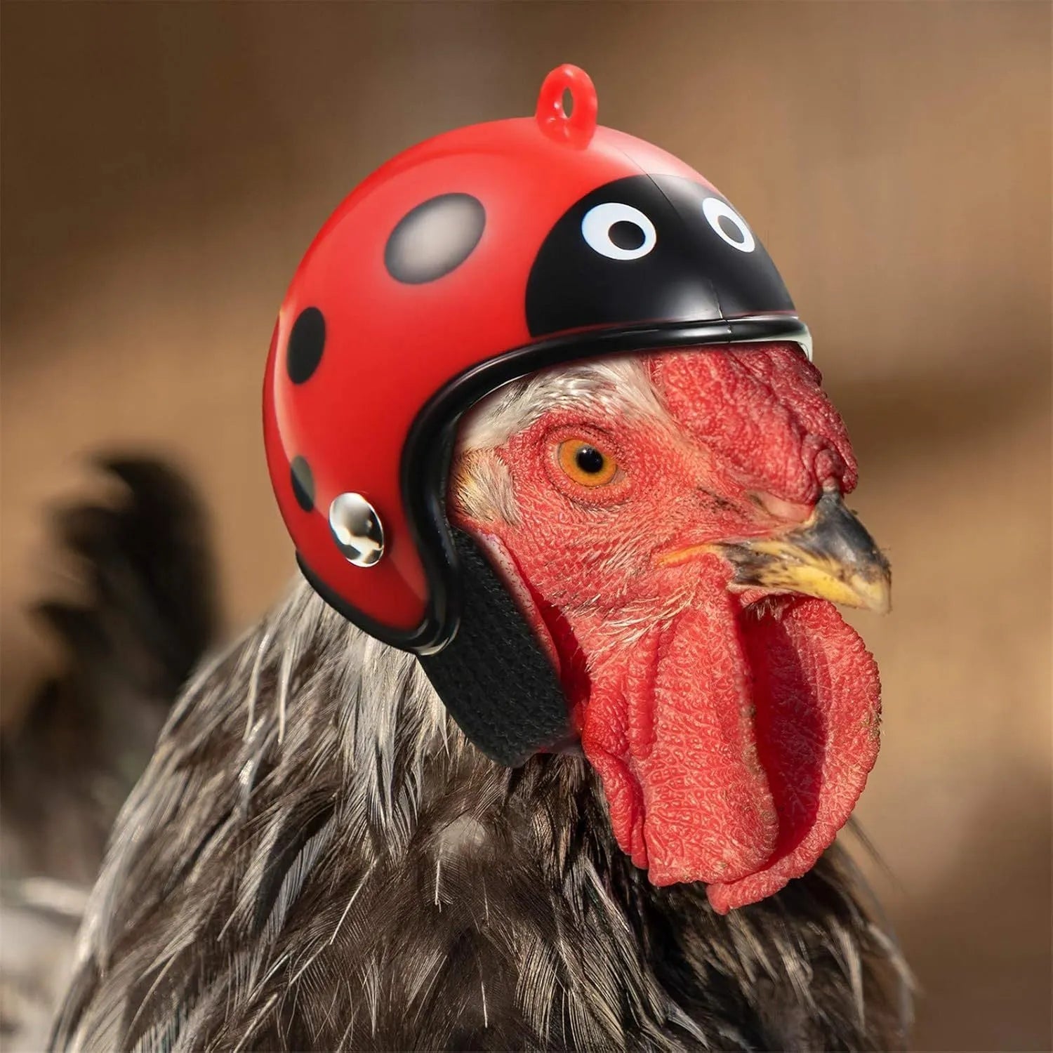 Small hard plastic pet helmet with elastic adjustment straps and sponge lining for chickens and birds