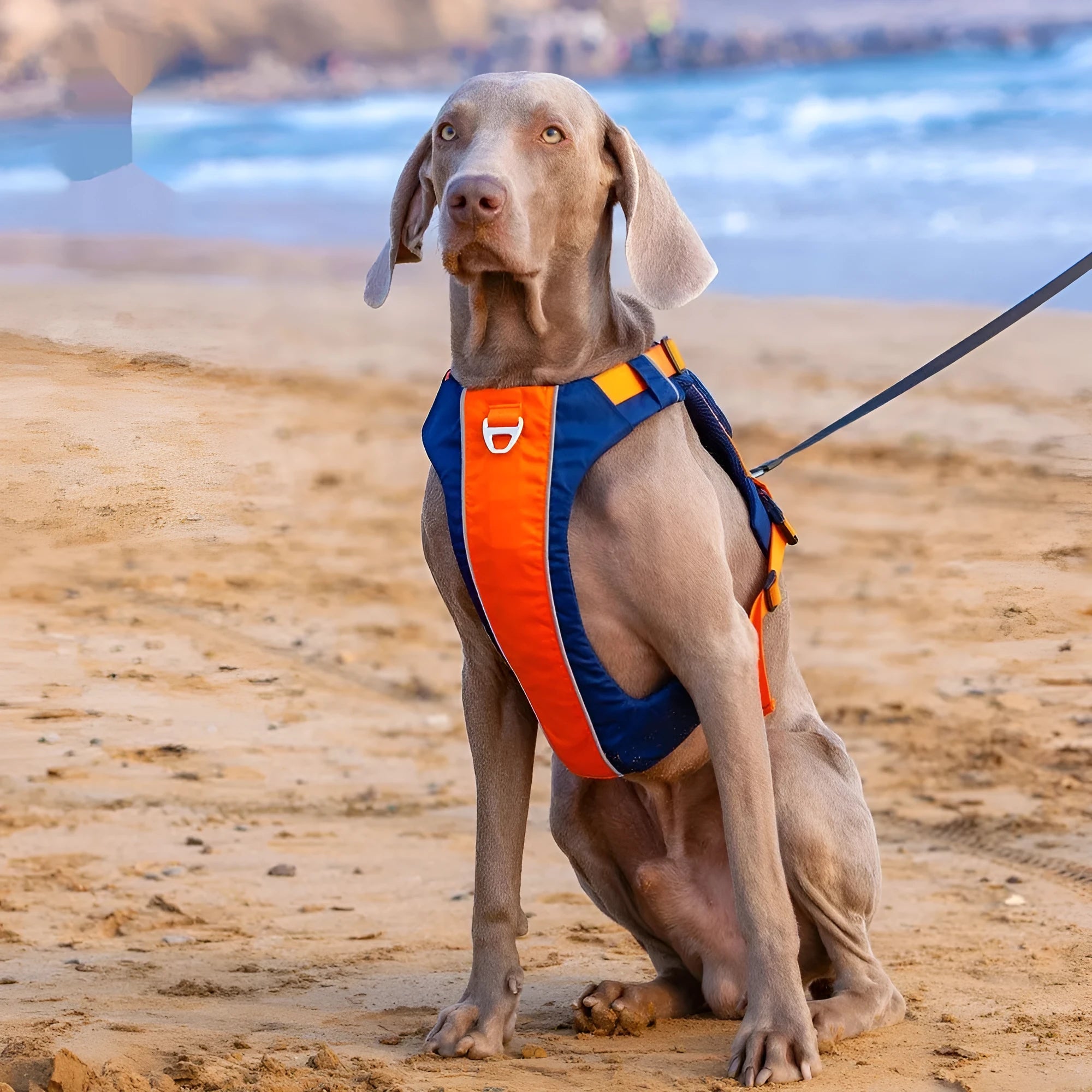 Orange blue dog chest strap vest harness with lead attachment for medium sized dogs