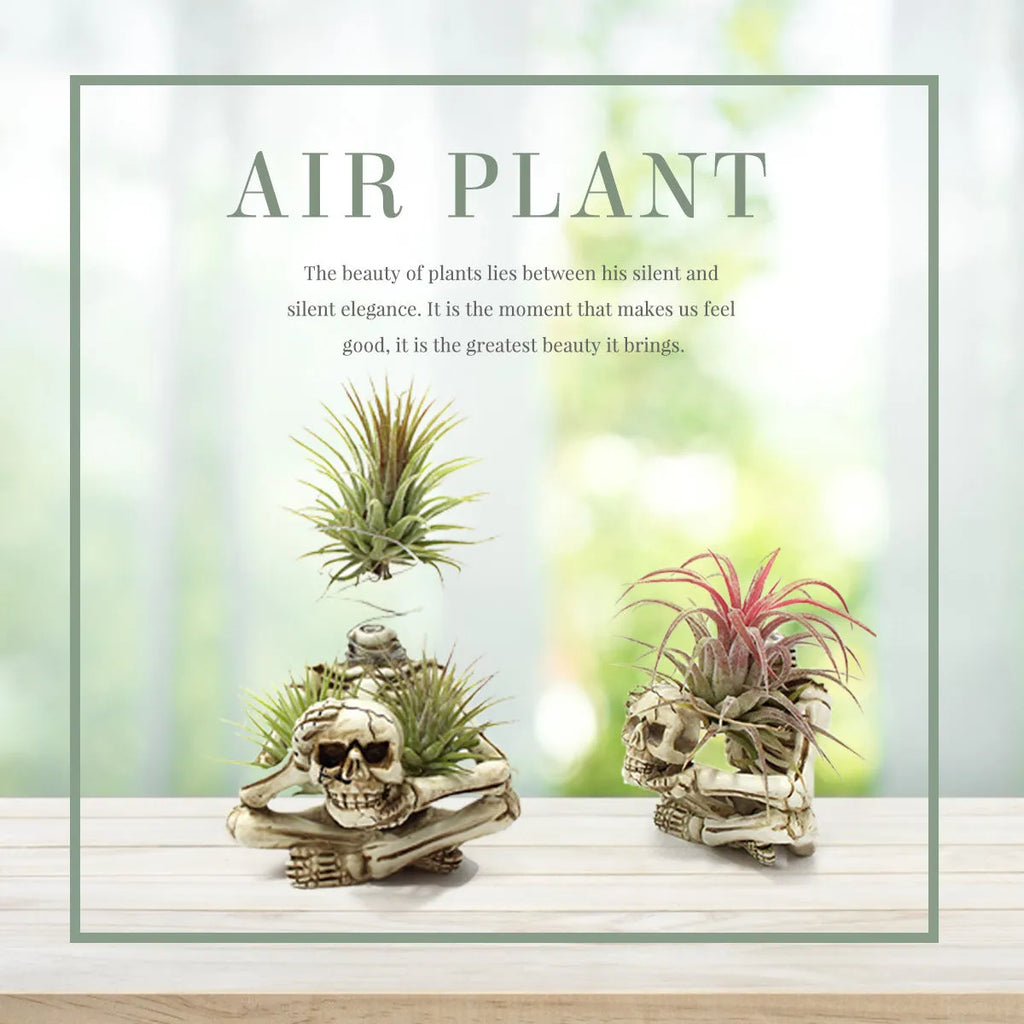 Gothic skull-shaped resin bracket for holding a soilless tillandsia air plant, with separate iron wall mount.