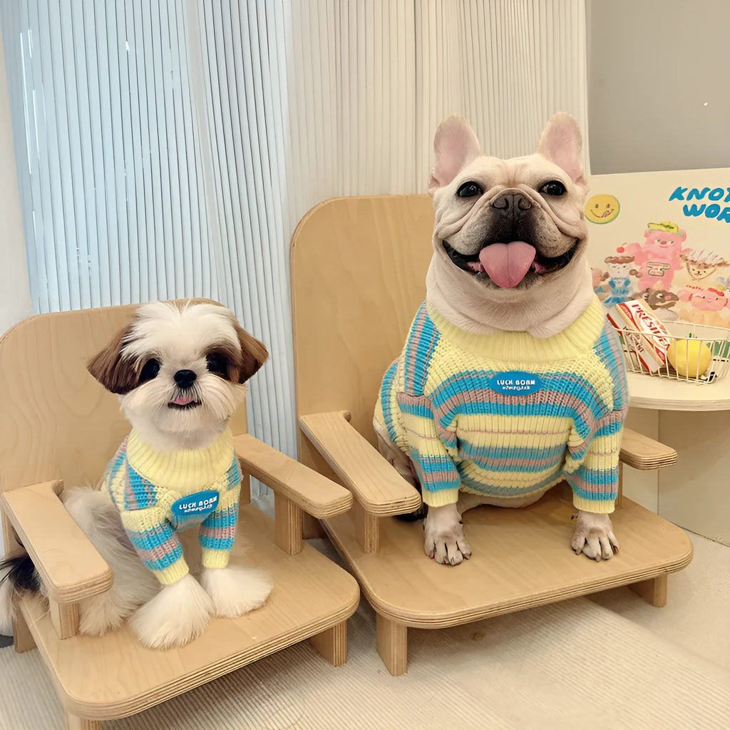 Blue and yellow striped wool dog sweater on small breed pet showing knit texture and casual style