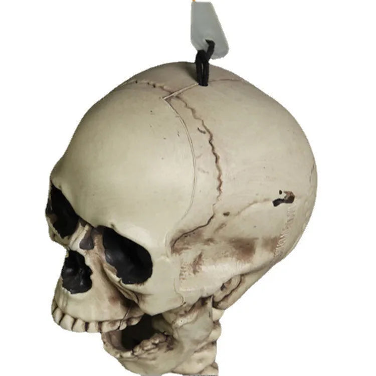 Full size 170 cm plastic skeleton prop with detailed simulated skull for anatomical display