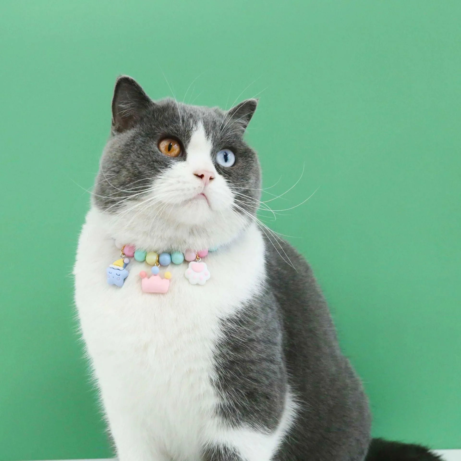 Macaron-coloured resin pet collar and bracelet set for birthday photoshoots on a neutral background.