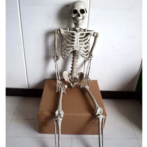Full size 170 cm plastic skeleton prop with detailed simulated skull for anatomical display