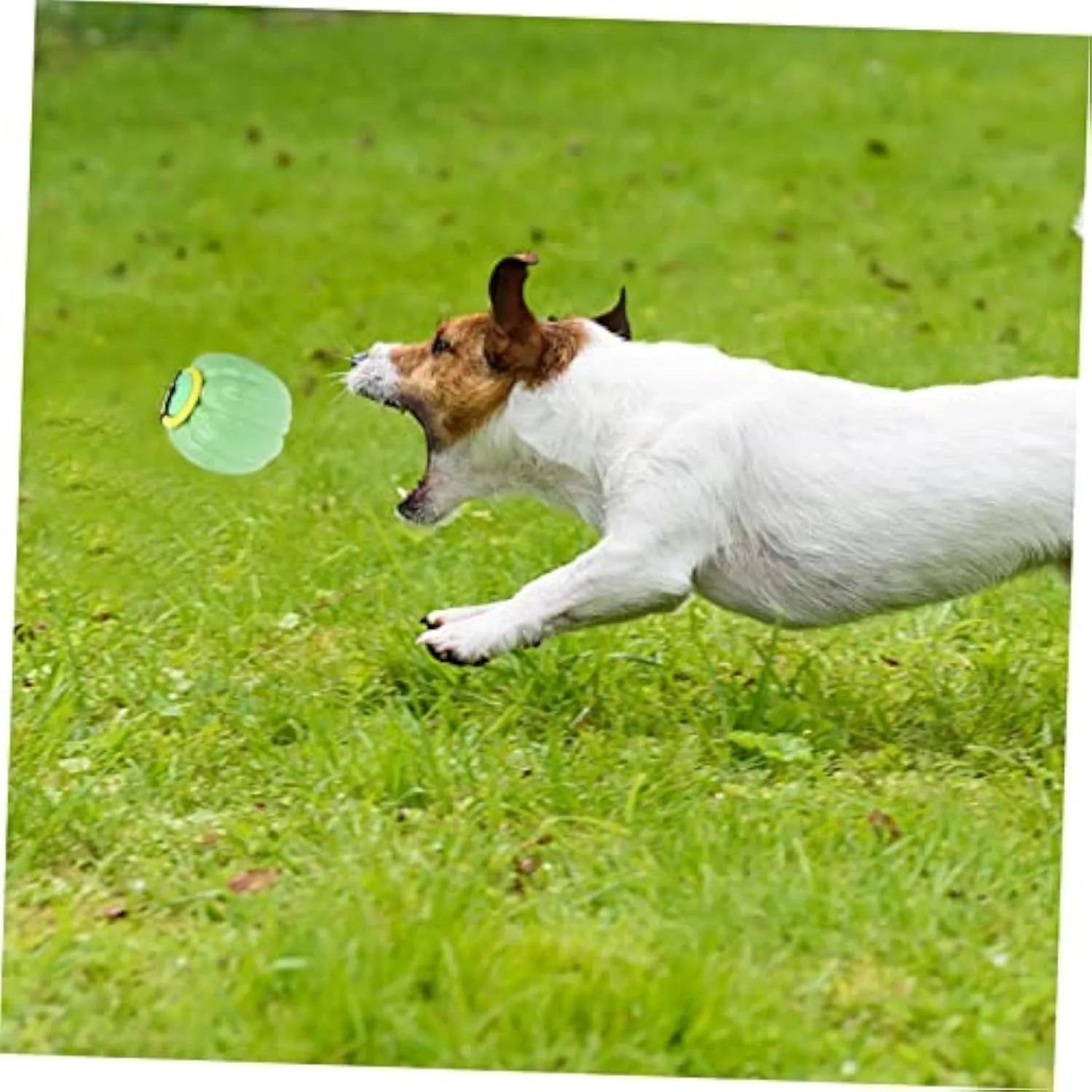 Plastic pumpkin-shaped squeaker dog ball for small dogs, 69mm diameter