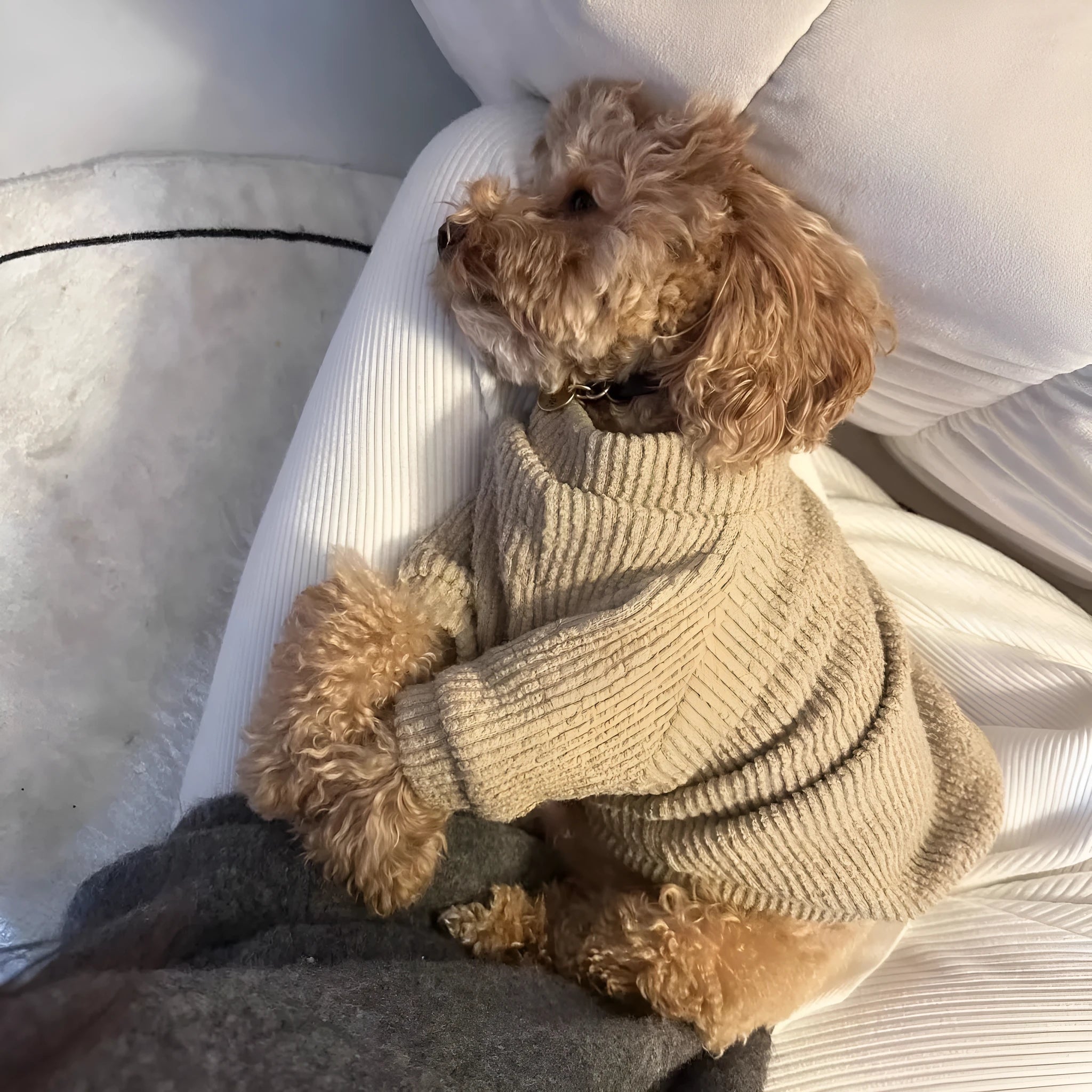 Brown cloth dog sweater pullover for small breeds in five sizes